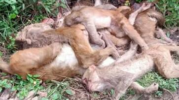 Over 100 monkeys found dead in Munigadapa village Siddipet KRJ Over 100 monkeys found dead in Munigadapa village Siddipet KRJ