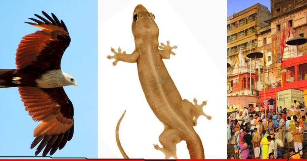 காசியில் மட்டும் கருடனையும், பல்லியையும் பார்க்கவே முடியாது.. ஏன் தெரியுமா? வியப்பூட்டும் தகவல்..