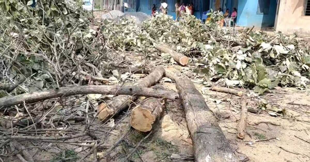 மாணவர்களால் 50 ஆண்டுகளாக பராமரிக்கப்பட்ட தேக்கு மரங்கள்; அசால்டாக வெட்டி கடத்திய தலைமை ஆசிரியர்