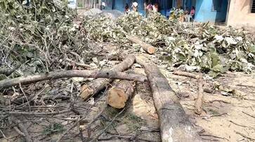 In Tirupattur district, there was a commotion because the headmaster cut down a tree that had been maintained for 50 years vel In Tirupattur district, there was a commotion because the headmaster cut down a tree that had been maintained for 50 years vel