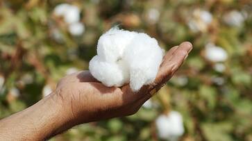 World Cotton Day 2023: How cotton helps in creating comfortable homes SHG EAI World Cotton Day 2023: How cotton helps in creating comfortable homes SHG EAI