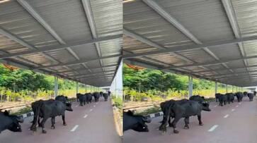 buffalos walking in solar cycling track at hyderabad's orr ksp buffalos walking in solar cycling track at hyderabad's orr ksp