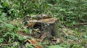 Looting of Trees in Kodagu Forest grg Looting of Trees in Kodagu Forest grg