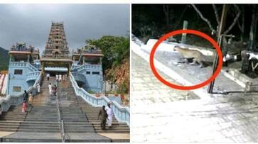 Devotees are shocked by the presence of a leopard in the Maruthamalai temple in Coimbatore KAK Devotees are shocked by the presence of a leopard in the Maruthamalai temple in Coimbatore KAK