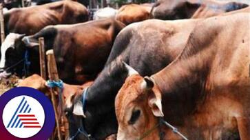 attempt to sell illegal beef the accused escaped at kundapur rav attempt to sell illegal beef the accused escaped at kundapur rav