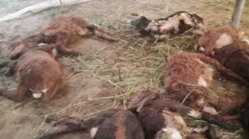 Miscreants Killed 16 Sheep at Shahapura in Yadgir grg Miscreants Killed 16 Sheep at Shahapura in Yadgir grg