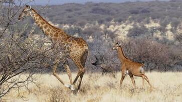 US airport authorities stopped women after she had a box of giraffe poo with her ans US airport authorities stopped women after she had a box of giraffe poo with her ans