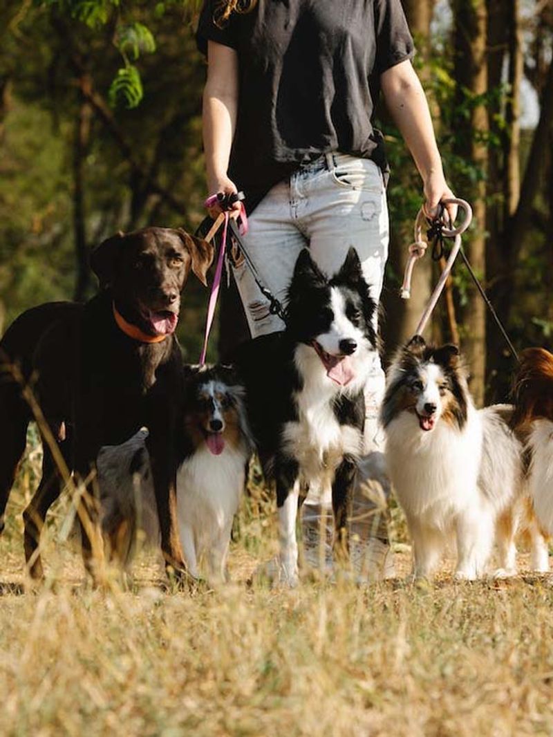 7 ways in which dogs communicate with humans