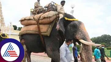 Countdown begins for the world famous mysuru dasara jambu savari rav Countdown begins for the world famous mysuru dasara jambu savari rav