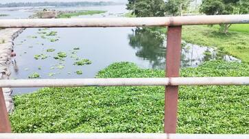 Mysuru Due to lack of adequate flow of water in the canal problem for the crop snr Mysuru Due to lack of adequate flow of water in the canal problem for the crop snr