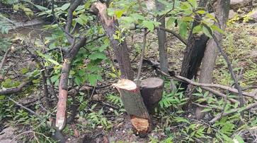 forest department investigation for sandalwood theft case at yadgir gvd forest department investigation for sandalwood theft case at yadgir gvd