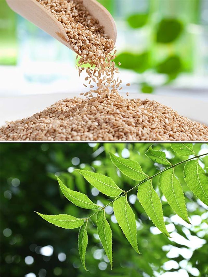 Sesame to Neem 7 oils that can repair dry skin