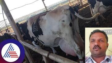 Israel Hamas War Effect Importation of 100 hybrid cows halted rav Israel Hamas War Effect Importation of 100 hybrid cows halted rav