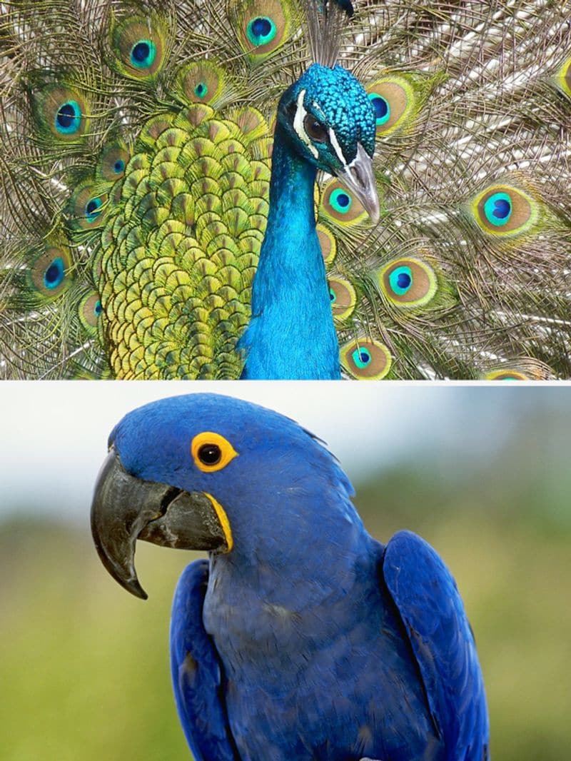 Peacock to Hyacinth Macaw 7 most beautiful birds in the World