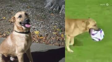 A dog carried the ball on the field during a Mexican football match watch viral video akb A dog carried the ball on the field during a Mexican football match watch viral video akb