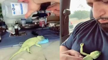 man saves Chameleons life by giving mouth to mouth breathing rlp man saves Chameleons life by giving mouth to mouth breathing rlp
