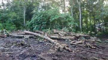 78 teak tree felled at Aruvappulam kgn 78 teak tree felled at Aruvappulam kgn