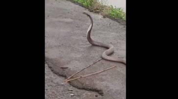 cobra birthday celebration video viral rlp cobra birthday celebration video viral rlp
