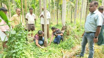 Advice to Formers About coconut And Areca disease snr Advice to Formers About coconut And Areca disease snr