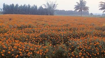 Marigold Flower grower in precarious condition snr Marigold Flower grower in precarious condition snr