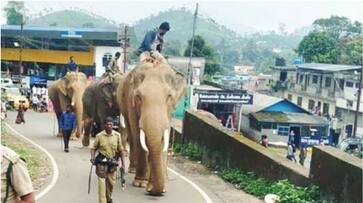 Kumki elephant elope with Wild tusker in Palakkad prm Kumki elephant elope with Wild tusker in Palakkad prm