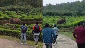 Padayappa elephant in munnar again, people provokes and elephant tried to attack Padayappa elephant in munnar again, people provokes and elephant tried to attack