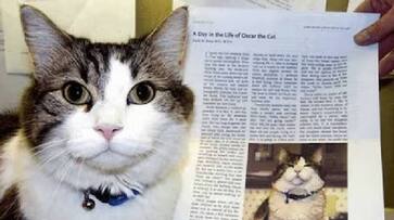 cat that predict death oscar rlp cat that predict death oscar rlp