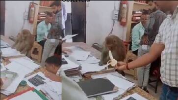 Uttar Pradesh The Monkey is engaged in checking the file in the lawyers office at Saharanpur akb Uttar Pradesh The Monkey is engaged in checking the file in the lawyers office at Saharanpur akb