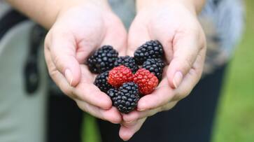 know the importance of eating mulberries azn know the importance of eating mulberries azn