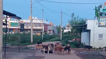 Tumkur Demand for control of stray dogs snr Tumkur Demand for control of stray dogs snr