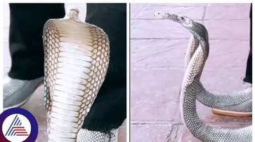 Fashion takes a striking leap Cobra hood-inspired shoes leave internet baffled gow Fashion takes a striking leap Cobra hood-inspired shoes leave internet baffled gow