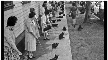 viral photo of More than 100 black cats auditioned for the horror movie bkg viral photo of More than 100 black cats auditioned for the horror movie bkg