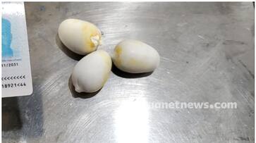 again gold smuggling at Karipur airport latest news nbu again gold smuggling at Karipur airport latest news nbu