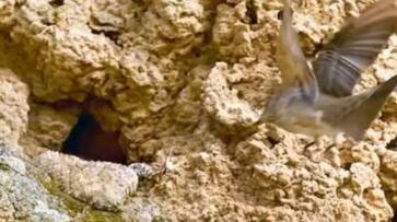 snake attacking bird viral video rlp snake attacking bird viral video rlp