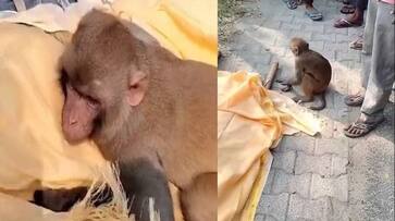 monkey traveled 40 km with dead body of a man who feed him rlp monkey traveled 40 km with dead body of a man who feed him rlp