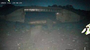 elephants crossing railway underpass rlp elephants crossing railway underpass rlp