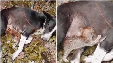 dog feeding kitten viral video from malappuram SSM dog feeding kitten viral video from malappuram SSM
