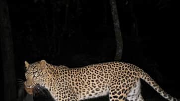 Devarayanadurga A camera trap caught a rare sight in which A leopard hunting bats in Devarayanadurga reserved forest akb Devarayanadurga A camera trap caught a rare sight in which A leopard hunting bats in Devarayanadurga reserved forest akb