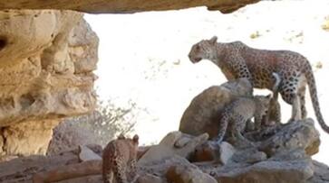 Rare Persian Leopards captured in trap camera rlp Rare Persian Leopards captured in trap camera rlp