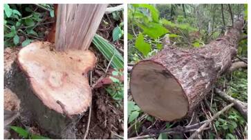 police arrested the person who cut sandalwood in the church premises fvv police arrested the person who cut sandalwood in the church premises fvv