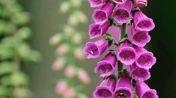 a special flower which may lead to hear attack hyp a special flower which may lead to hear attack hyp