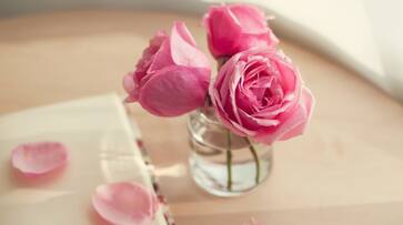 rose water for healthy and glow skin rose water for healthy and glow skin