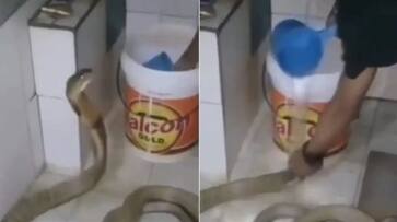 man bathing a king cobra inside bathroom hyp man bathing a king cobra inside bathroom hyp