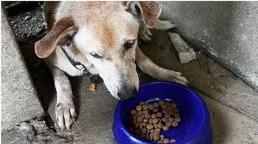 pet dog waiting for its late owner before hospital mortuary hyp pet dog waiting for its late owner before hospital mortuary hyp