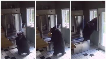 video of the bear taking food from the fridge in the kitchen went viral bkg video of the bear taking food from the fridge in the kitchen went viral bkg