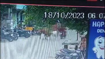 Man seriously injured in a cow stampede in Chennai dies sgb Man seriously injured in a cow stampede in Chennai dies sgb