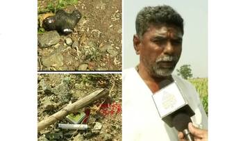 black magic for crops grown by farmers at dharwad gvd black magic for crops grown by farmers at dharwad gvd