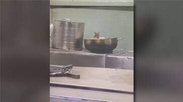 rats in train pantry car,video viral,railway confirms it rats in train pantry car,video viral,railway confirms it