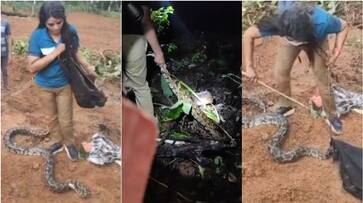 10 python caught within two weeks from trivandrum after heavy rain SSM 10 python caught within two weeks from trivandrum after heavy rain SSM