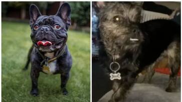 woman spent Rs 60,000 for a French bulldog online but was cheated bkg woman spent Rs 60,000 for a French bulldog online but was cheated bkg